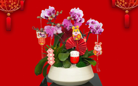 �껨��俪 | yl23455����԰���´���ۺ��껨����Ԥ��