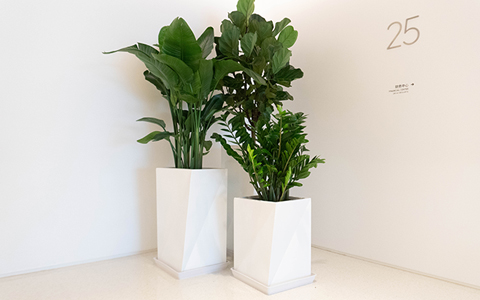 绿化租摆怎么算价钱？？？？？？？专人上门维护出租植物花卉